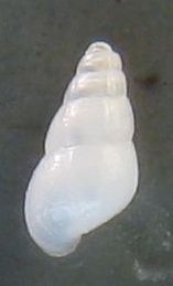 Odostomia scalaris?